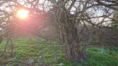 Photo of حالة الطقس: أجواء باردة