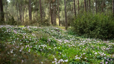 Photo of حالة الطقس: انخفاض في درجات الحرارة وتوقع أمطار