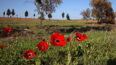 Photo of حالة الطقس: أجواء لطيفة وجافة