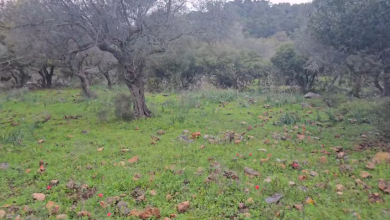 Photo of حالة الطقس: ارتفاع في درجات الحرارة