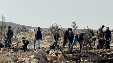 Photo of الخليل: مستوطنون يزرعون أشجارا في أراضي المواطنين بمسافر يطا