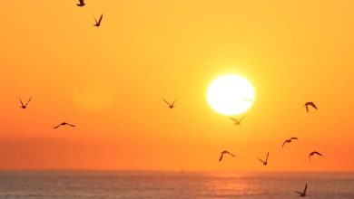 Photo of حالة الطقس: جو صافٍ ومعتدل ولا تغيير على درجات الحرارة