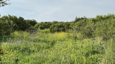 Photo of حالة الطقس: أجواء حارة