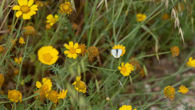 Photo of حالة الطقس: أجواء باردة نسبيا