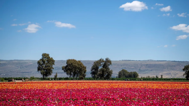 Photo of حالة الطقس: ارتفاع في درجات الحرارة