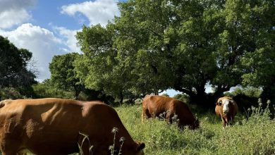 Photo of حالة الطقس: أجواء حارة