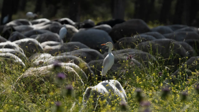 Photo of حالة الطقس: أجواء ربيعية ولطيفة