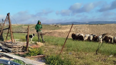 Photo of هكذا يستبيح المستوطنون حقول الفلسطينيين بالضفة