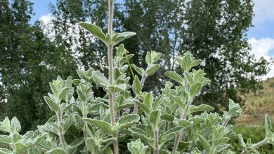 Photo of حالة الطقس: انخفاض في درجات الحرارة