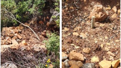 Photo of مستوطنون يقطعون أشتال زيتون ويجرفوا طرقاً في قرية أم صفا