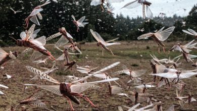 Photo of غزو الجراد يهدد المحاصيل الزراعية في جنوب ليبيا