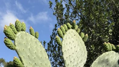 Photo of حالة الطقس: أجواء شديدة الحرارة