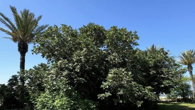 Photo of حالة الطقس: أجواء حارة