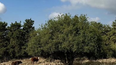 Photo of حالة الطقس: انخفاض طفيف في درجات الحرارة
