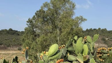 Photo of حالة الطقس: انخفاض طفيف في درجات الحرارة
