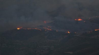 Photo of سببت خسائر كبيرة.. حرائق الغابات تتمدد في 5 دول عربية