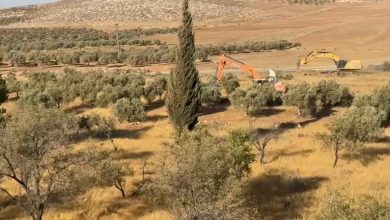 Photo of الضفة: إسرائيل تقرر اقتلاع أشجار على مساحة 300 دونم ببلدة المغير