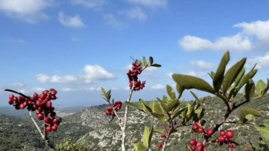 Photo of حالة الطقس: غائم جزئيا إلى صاف