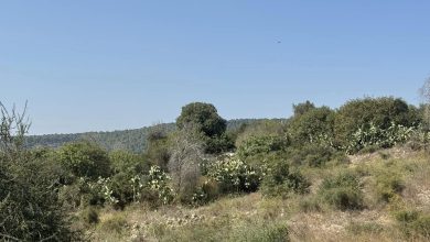 Photo of حالة الطقس: غائم جزئيا إلى صاف