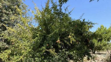 Photo of أجواء صيفية معتدلة حتى الثلاثاء