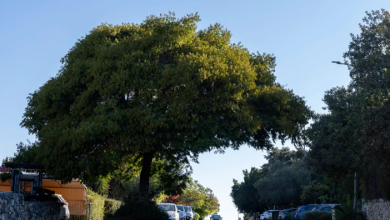 Photo of حالة الطقس: أجواء صيفية معتدلة