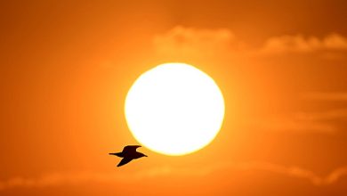 Photo of حالة الطقس: موجة حر تتصاعد حتى الثلاثاء وانخفاض تدريجي ابتداء من الأربعاء