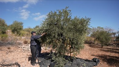 Photo of منذ مطلع أكتوبر.. 158 اعتداء إسرائيليا ضد قاطفي الزيتون بالضفة