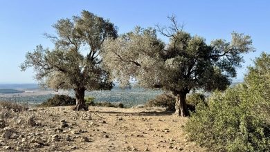 Photo of حالة الطقس: غائم جزئيا إلى صاف