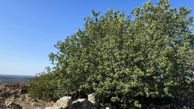 Photo of حالة الطقس: غائم جزئيا دون تغير في درجات الحرارة