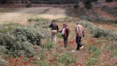 Photo of الضفة.. مستوطنون يقطعون 150 شجرة زيتون ويحرقون مركبة