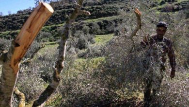 Photo of مستوطنون يقطعون عشرات أشجار الزيتون في قرية المنيا جنوب بيت لحم