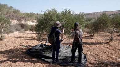 Photo of متضامن بريطاني: مزارعو فلسطين تحت التهديد والاعتداءات طالتنا