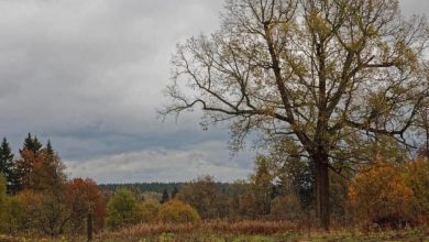 Photo of طقس خريفي مستقر مع أجواء باردة ليلاً وزخات مطرية محتملة في بداية الأسبوع