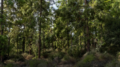 Photo of حالة الطقس: أجواء ماطرة إلى ما بعد الظهر