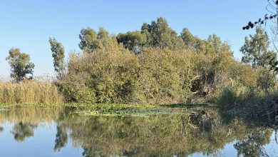 Photo of حالة الطقس: غائم جزئيا إلى صاف