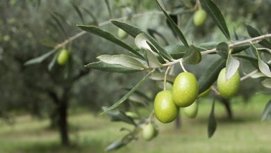 Photo of الطقس: انخفاض طفيف على درجات الحرارة خلال الأيام المقبلة