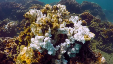 Photo of احترار متسارع يُدخل الكوكب مرحلة التحولات المناخية الحرجة