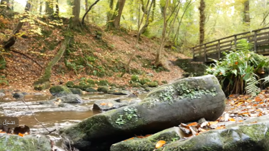 Photo of حالة الطقس: غائم جزئيا وماطر على فترات