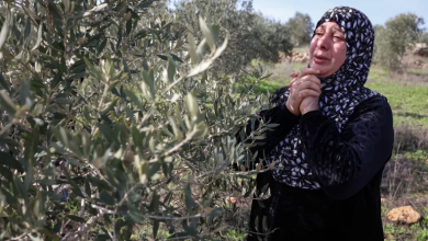 Photo of مستوطنون يقتعلون زيتون رام الله والاحتلال يعتقل العشرات بالضفة