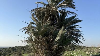 Photo of حالة الطقس: غائم جزئيا وأجواء باردة نسبيا