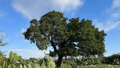 Photo of حالة الطقس: أجواء ماطرة