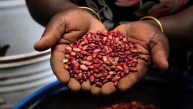 Photo of فايننشال تايمز: لماذا عاد العالم إلى تخزين الغذاء مجددا؟