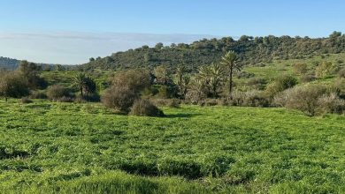 Photo of حالة الطقس: غائم جزئيا إلى غائم