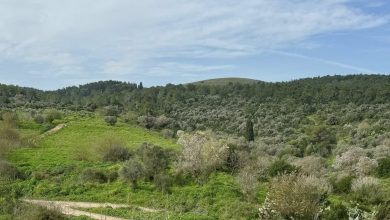 Photo of حالة الطقس: غائم جزئيا إلى صاف