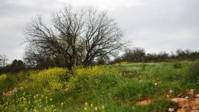 Photo of حالة الطقس: أمطار وأجواء عاصفة حتى السبت