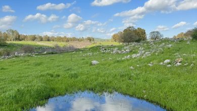 Photo of حالة الطقس: ارتفاع في درجات الحرارة وتوقع أجواء مغبرة