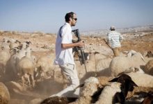 Photo of مستوطنون يسرقون عشرات رؤوس الماشية شرق طوباس واعتقالات واقتحامات في الضفة الغربية