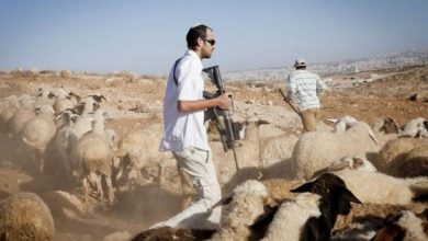 Photo of مستوطنون يسرقون عشرات رؤوس الماشية شرق طوباس واعتقالات واقتحامات في الضفة الغربية