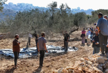 Photo of المستوطنون سرقوا 12 ألف رأس من مواشي الفلسطينيين (شاهد)