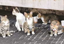 Photo of شاب غزي يؤسس ملجأ للقطط المصابة على سطح منزله المدمر